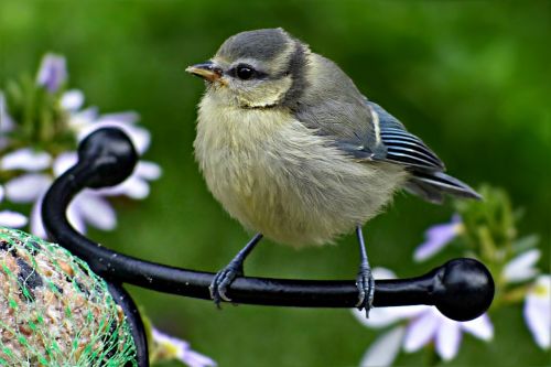 blue tit cyanistes caeruleus bird