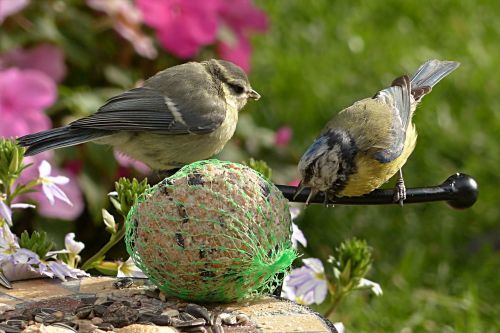 blue tit cyanistes caeruleus bird