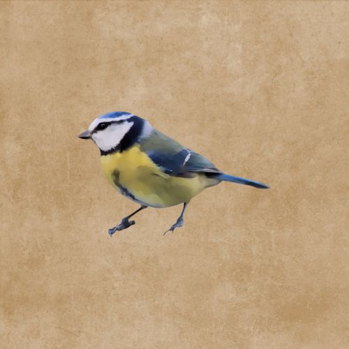 blue tit bird songbird