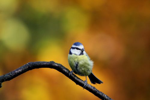 blue tit bird colors