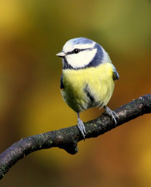 blue tit bird colors