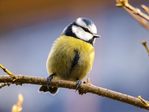 blue tit tit bird