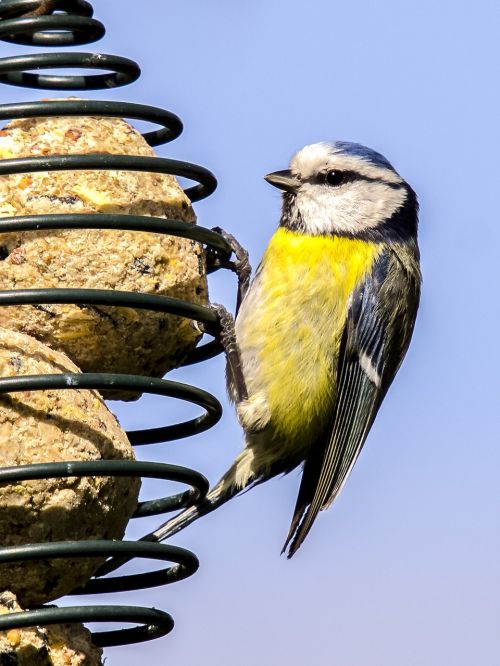 blue tit tit bird