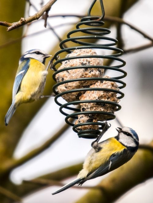 blue tit tit bird