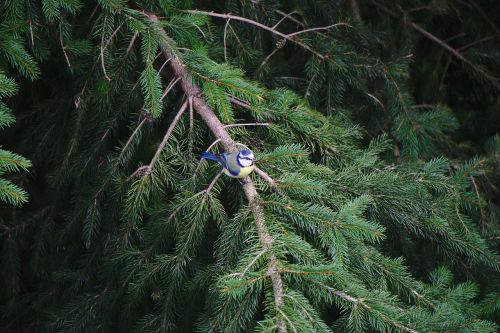 blue tit bird fir