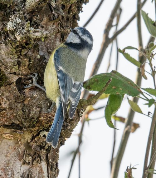 blue tit birds garden