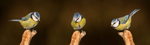 blue tit songbird bird
