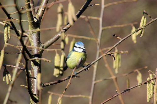 blue tit bird winter