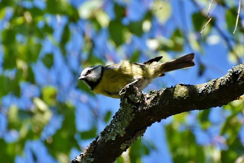 blue tit  tit  songbird