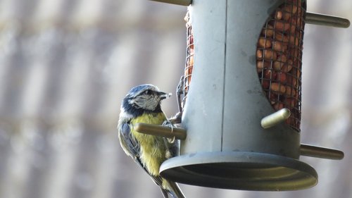 blue tit  bird  food