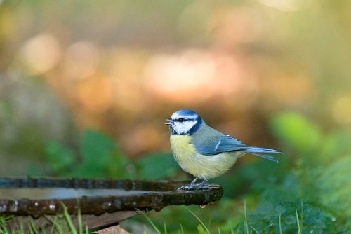 blue tit  bird  tit