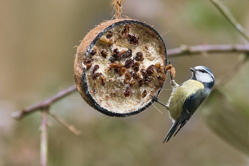 blue tit  bird  tit