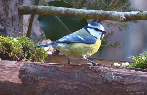 blue tit  bird  forest