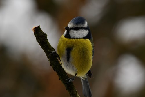 blue tit  forest  yellow