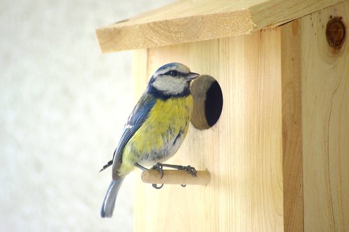blue tit  nesting box  songbird