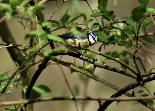 blue tit  song bird  perched