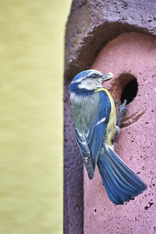blue tit  bird  hatching