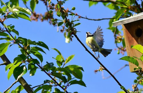 blue tit  tree  wing