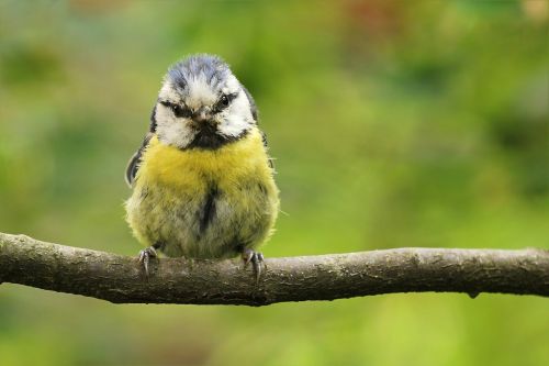 blue tit bird young