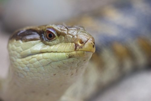blue tongue lizard  reptile  scales