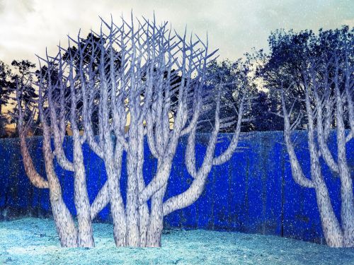 Blue Trees In Winter