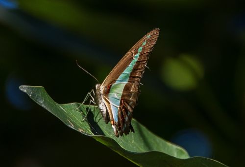 blue triangle butterfly butterfly swallowtail