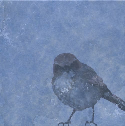 Blue Vintage Bird