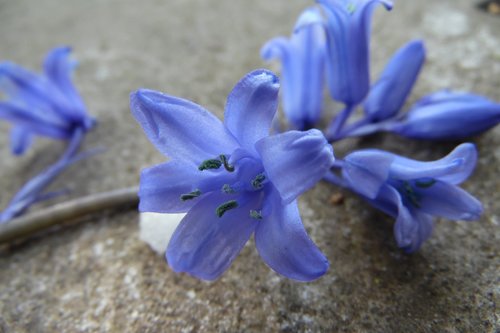 blue-violet  grey  flower