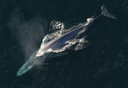 blue whale ocean mammal