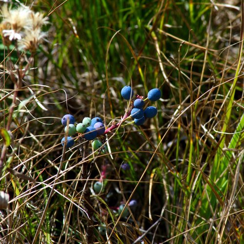 blue wild berries  blue  berries