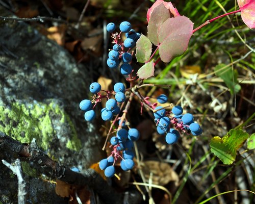 blue wild berries in tetons  blue  berries