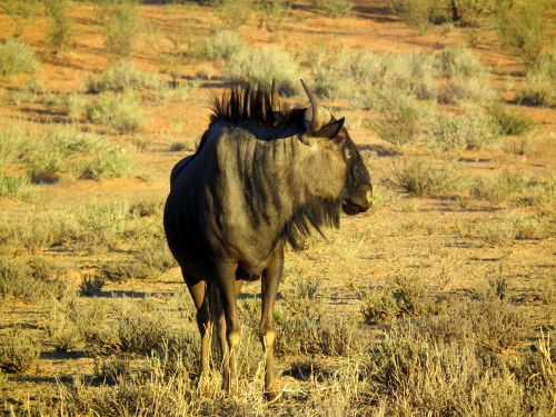 blue wildebeest antelope animal