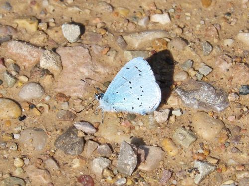 blue-winged butterfly butterfly mud
