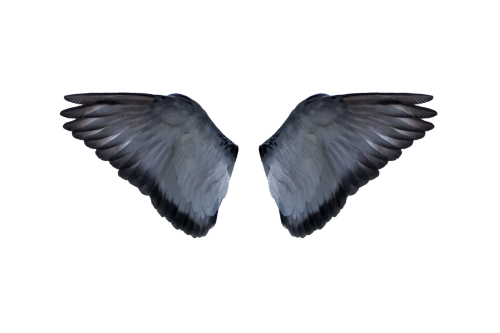blue wings wings freedom