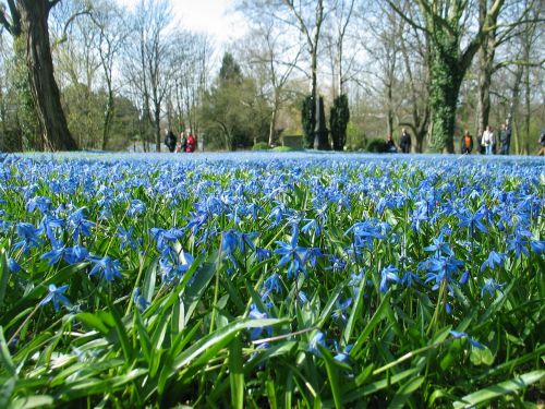 blue wonder flower spring