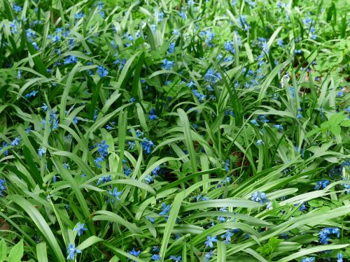 bluebell flower blossom