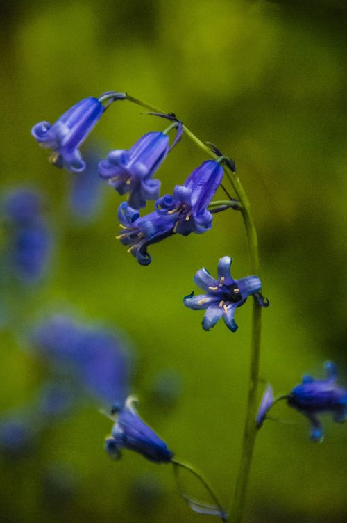 bluebell flower blue