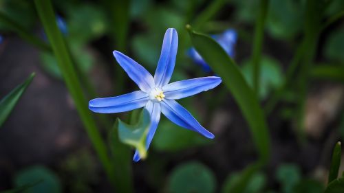 bluebell flower blue