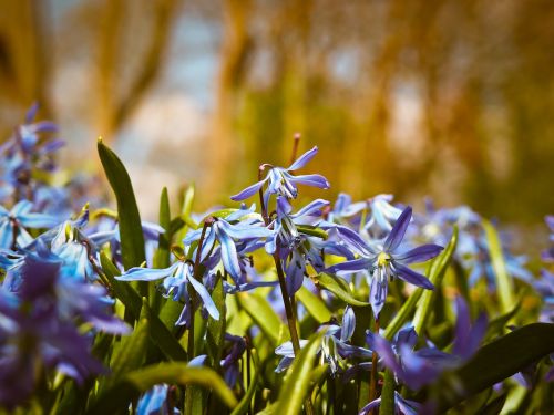 bluebell flowers blue