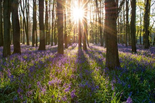 bluebell forest england