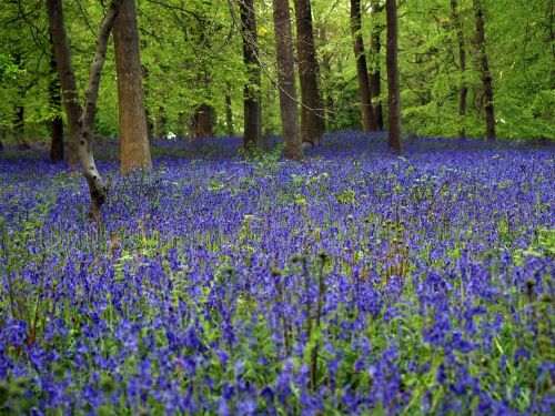 bluebell wood in autumn