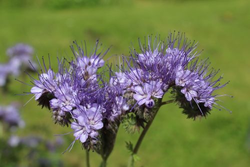 bluebell green manure phacelia tanacetifolia