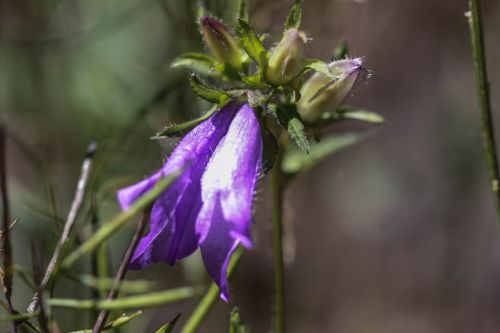 bluebell wild flower summer flower