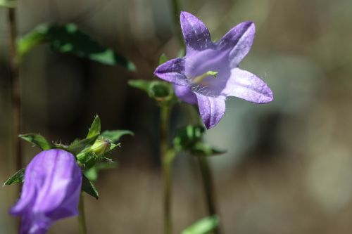 bluebell wild flower summer flower