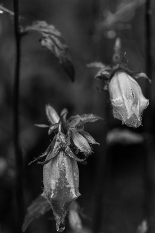 bluebell rain wet