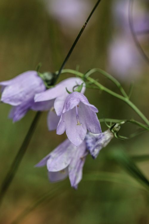 bluebell wild flower flower