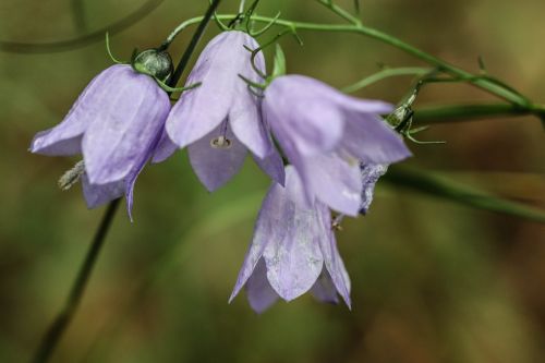 bluebell wild flower flower