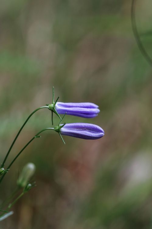 bluebell wild flower flower