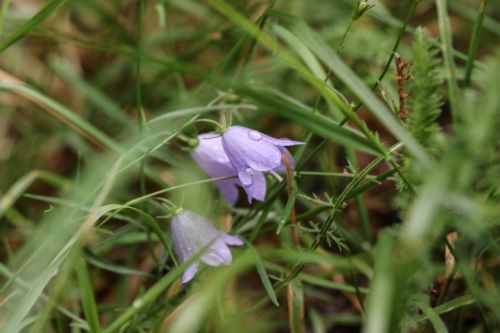 bluebell flowers summer flower