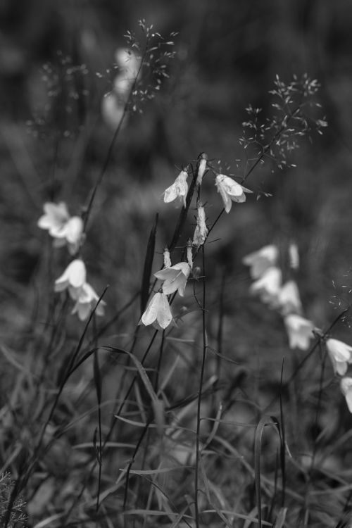 bluebell flowers summer flower